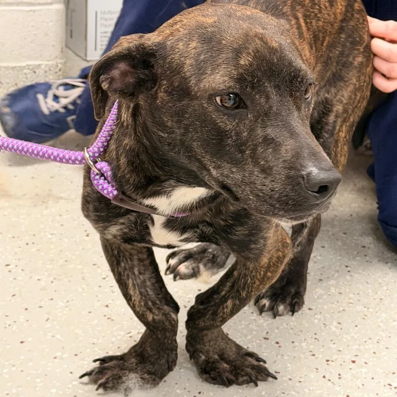 An adult medium-sized male Boxer dog named Kermit for adoption in Indianapolis, IN
