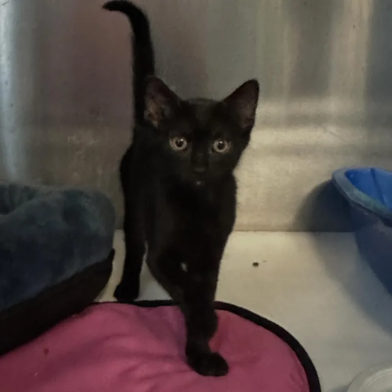 A baby small-sized male Black Domestic Short Hair cat named Mikha for adoption in Wappingers Falls, NY