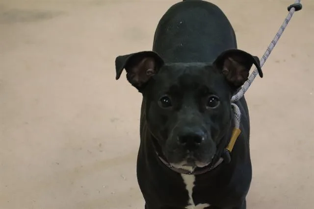 An adult medium-sized male Mixed Breed dog named Scarf for adoption in Columbia, SC
