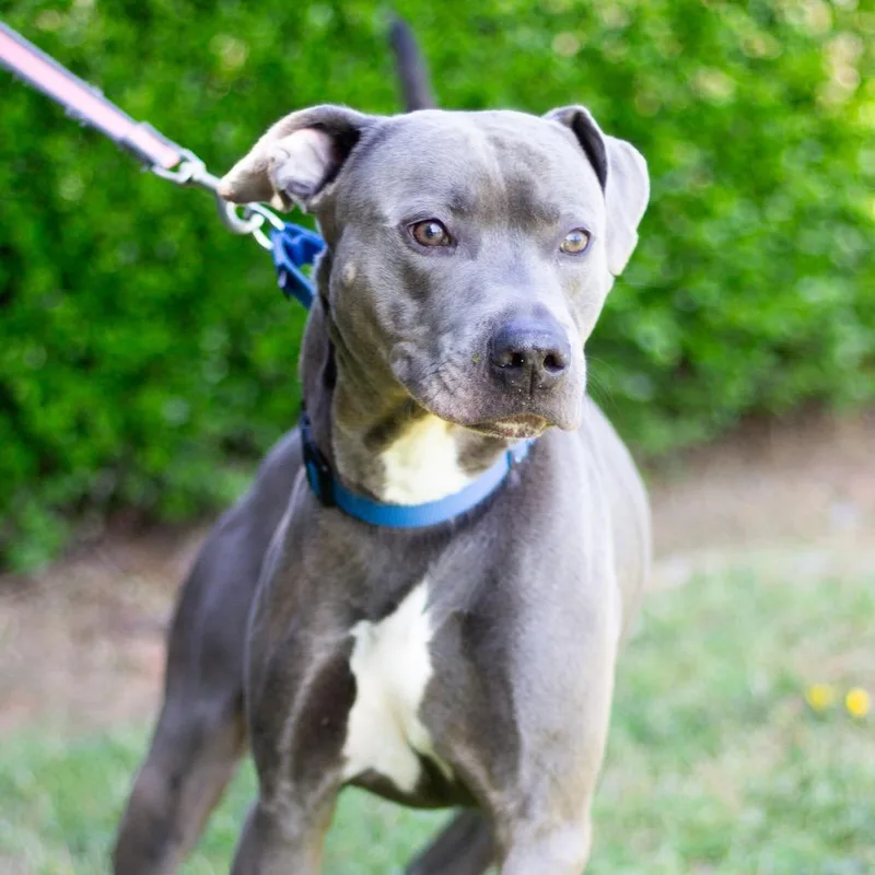 An adult medium-sized male Pit Bull Terrier dog named Jasper for adoption in Cumming, GA