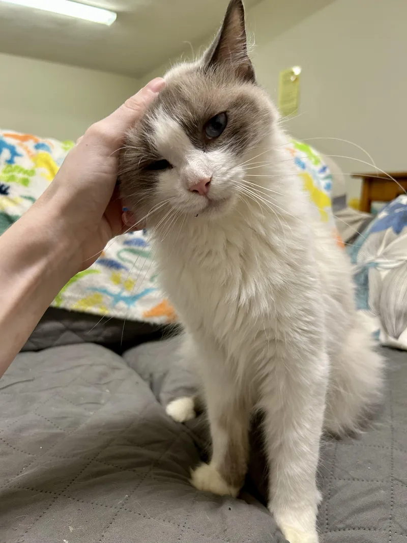 A young medium-sized female Domestic Medium Hair cat named Maebi for adoption in Warwick, RI