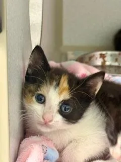 A baby medium-sized female Calico Domestic Short Hair cat named Chai Swirl for adoption in Winter Haven, FL
