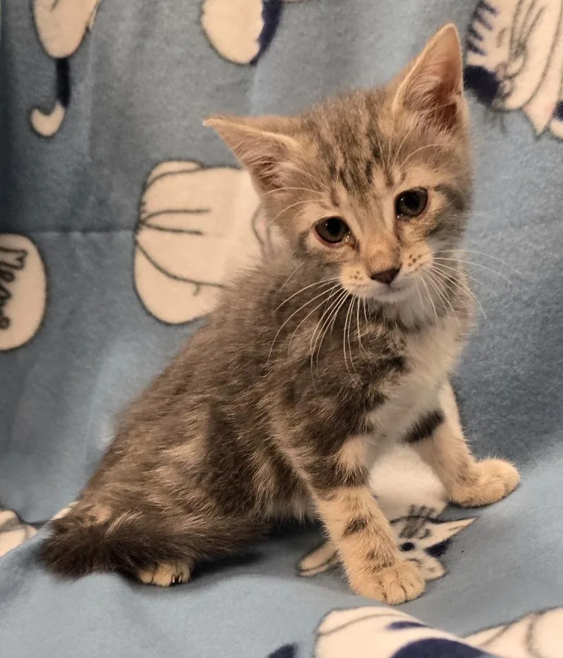 A baby small-sized female Domestic Short Hair cat named Eeny for adoption in Murphysboro, IL