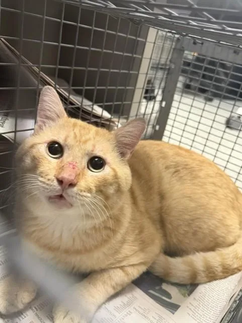 An adult large-sized male Domestic Short Hair cat named Quincy for adoption in Pasadena, TX