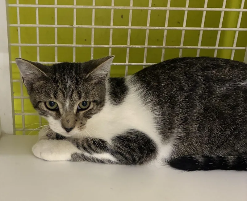 A baby medium-sized male Tabby (Tiger Striped) Domestic Short Hair cat named Tudor for adoption in Bridgeport, CT