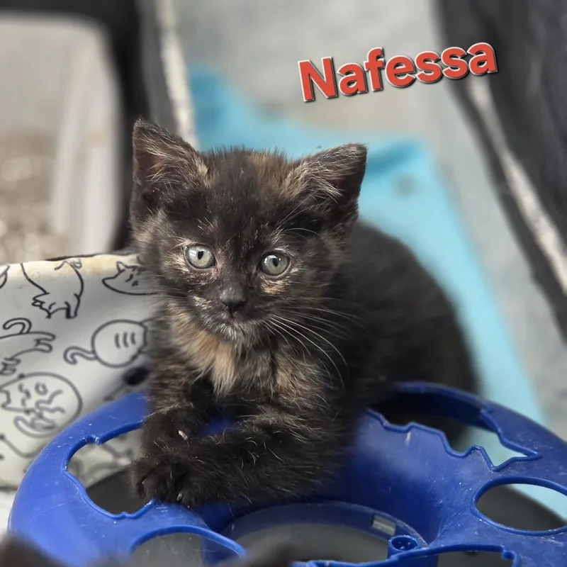 Nafessa