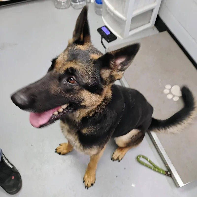 An adult large-sized male Black German Shepherd Dog dog named Stetson for adoption in Duncan, OK