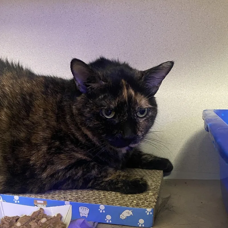 A senior extra large-sized female Domestic Short Hair cat named Marcie for adoption in Wantagh, NY