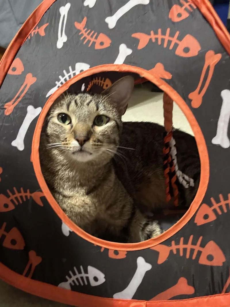 A baby medium-sized male Tabby cat named Cannon for adoption in MONTGOMERY, TX