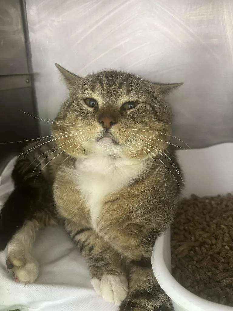 An adult medium-sized male Domestic Short Hair cat named Squeaky for adoption in Pomona, NY