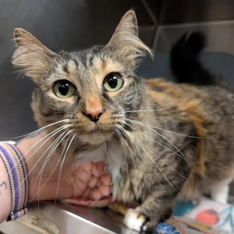 An adult medium-sized female Brown / Chocolate Domestic Medium Hair cat named Mystique for adoption in Titusville, FL