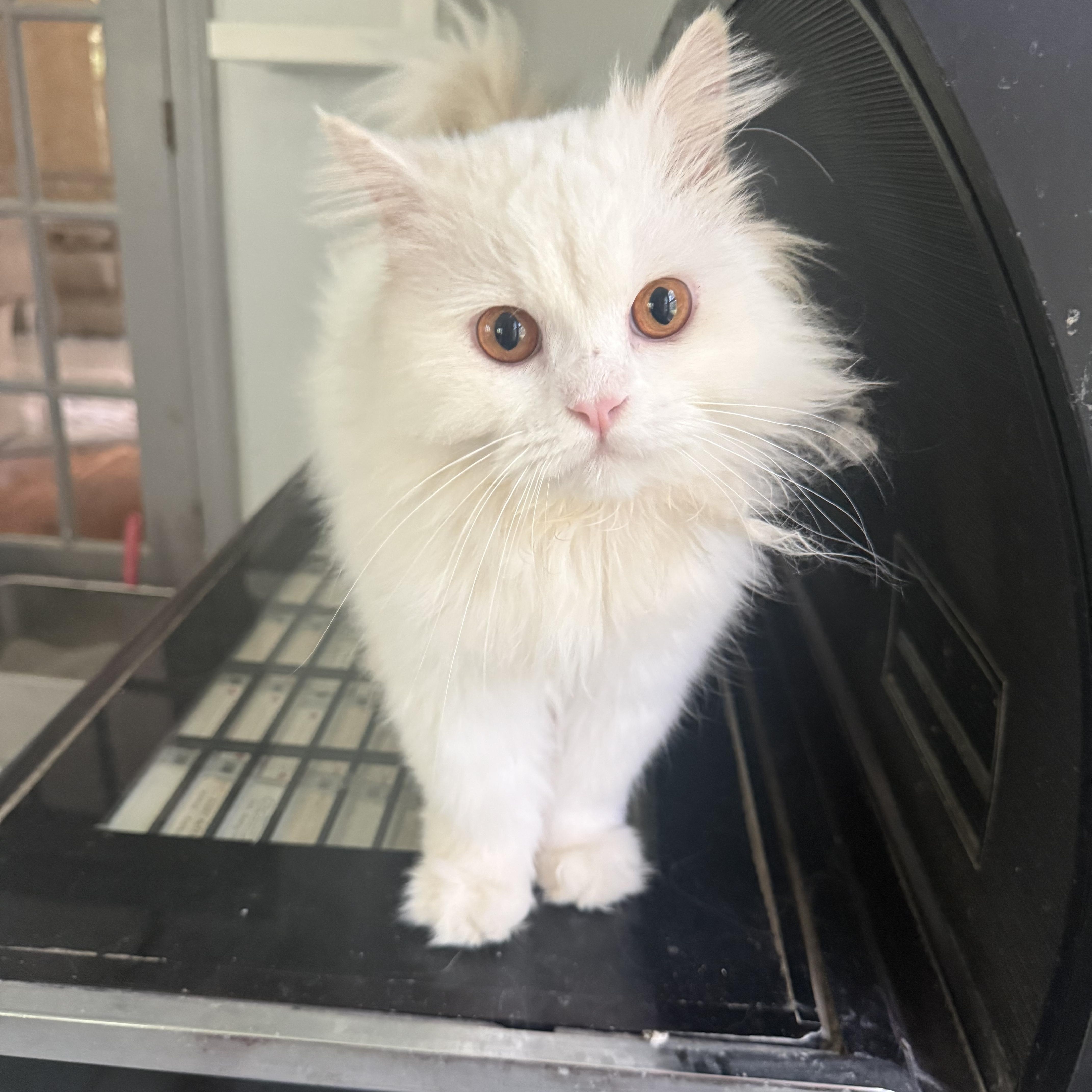A young medium-sized male White Persian cat named Sweet Spunky Snowball for adoption in Woodbridge, VA