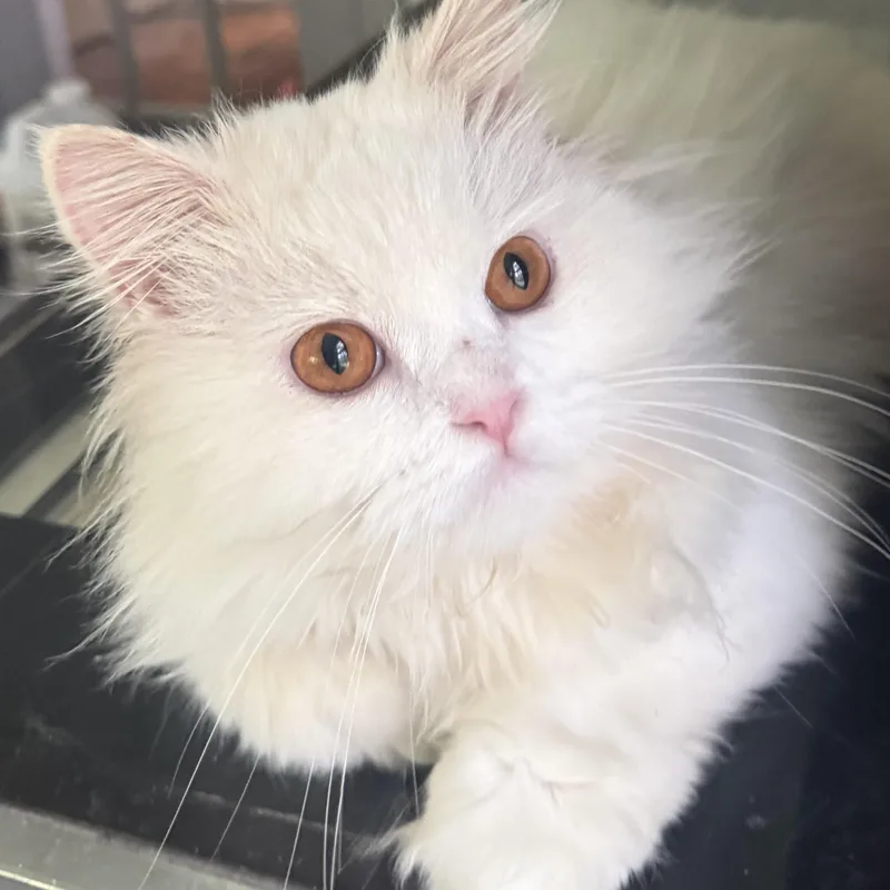 Sweet Spunky Snowball thumbnail 2
