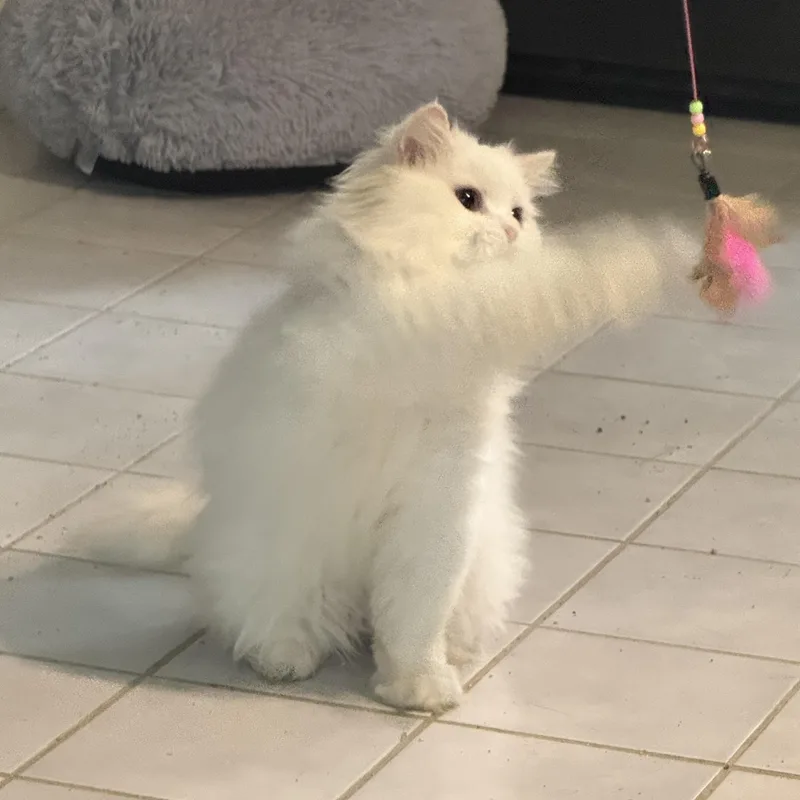 Sweet Spunky Snowball thumbnail 3