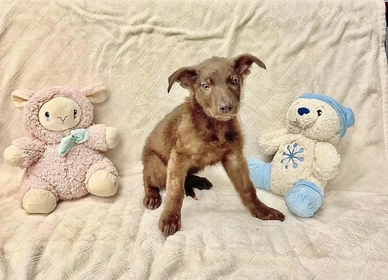A young medium-sized female Brown / Chocolate German Shepherd Dog dog named Claritin for adoption in Miami, FL