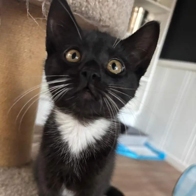 A baby small-sized male Black Domestic Short Hair cat named Brutus for adoption in Santa Rosa, CA