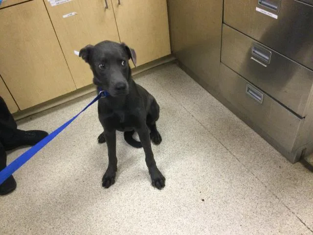 A young medium-sized male Labrador Retriever dog named Blue for adoption in Riverside, CA