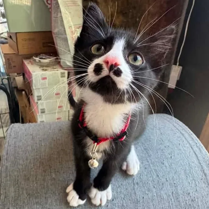 A baby medium-sized male Black & White / Tuxedo Tuxedo cat named Zeus for adoption in Kentwood, MI