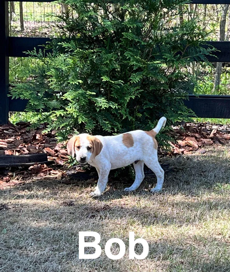 Bob thumbnail 2