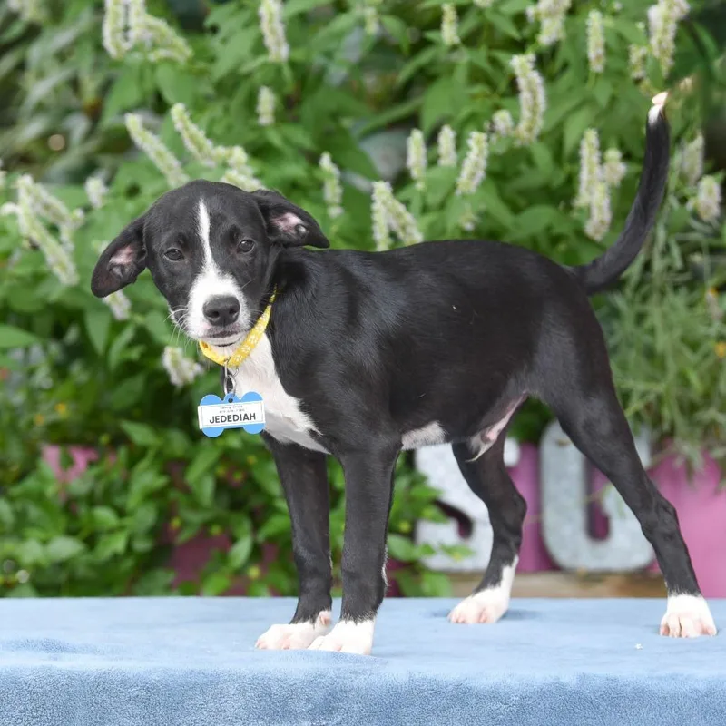 A baby small-sized male Black Retriever dog named Jedediah for adoption in Wake Forest, NC