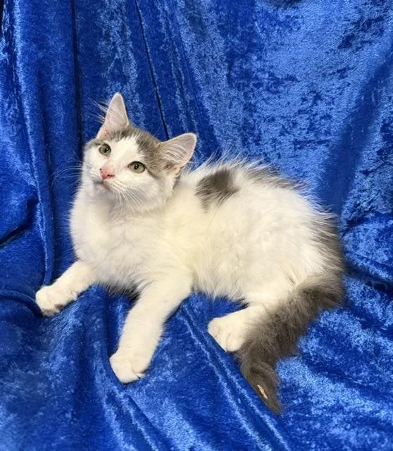 A baby large-sized female Ragamuffin cat named Sparkle for adoption in Gainesville, FL