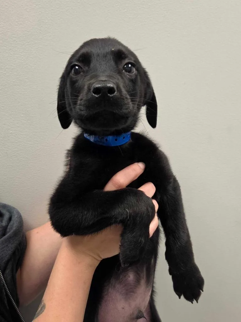 A baby large-sized male Rottweiler dog named Corn Dog for adoption in Chillicothe, OH