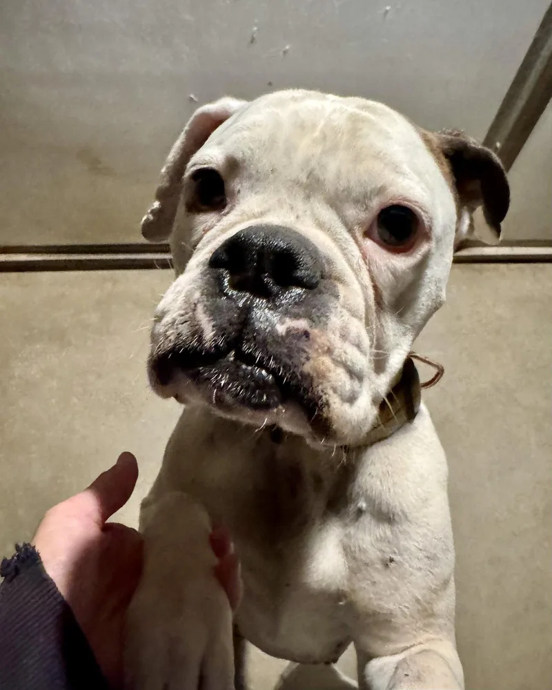 An adult large-sized female Mixed Breed dog named Sierra for adoption in Monticello, NY