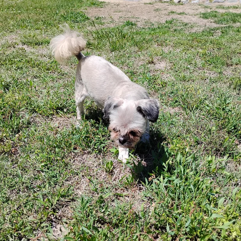 A senior small-sized female Shih Tzu dog named Winnie for adoption in Salisbury, MD