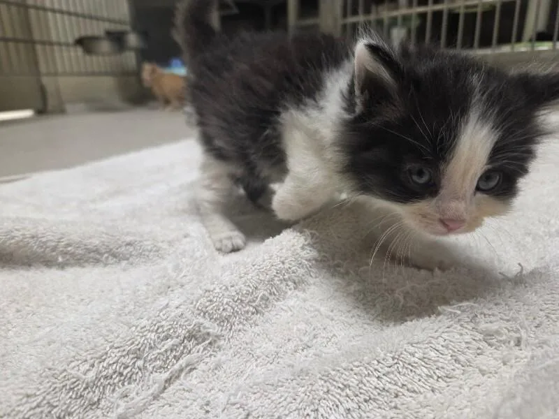 A young medium-sized male Domestic Medium Hair cat named Babe Ruth for adoption in Bluffton, IN