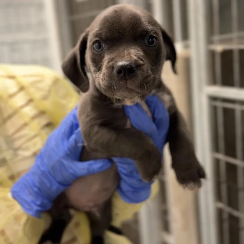 A baby small-sized male Black Terrier dog named Frappuccino A for adoption in Mission Hills, CA