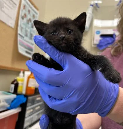 A baby small-sized female Domestic Short Hair cat named Violet for adoption in Fishers, IN