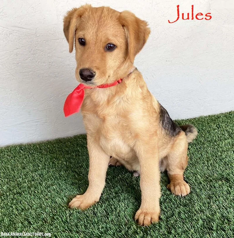 A baby medium-sized male Yellow / Tan / Blond / Fawn German Shepherd Dog dog named Jules for adoption in San Diego, CA