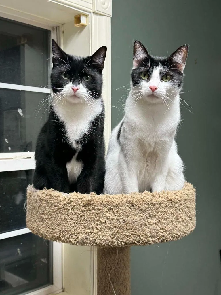 A young small-sized male Domestic Short Hair cat named Robin for adoption in Pitman, NJ