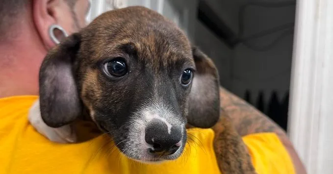 A baby large-sized female Boxer dog named AAD New Arrival! Colleen for adoption in Armonk, NY