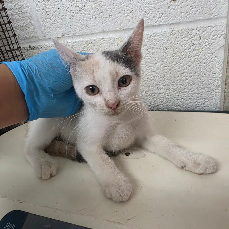 A baby small-sized female White Domestic Short Hair cat named Sharon for adoption in Edinburg, TX