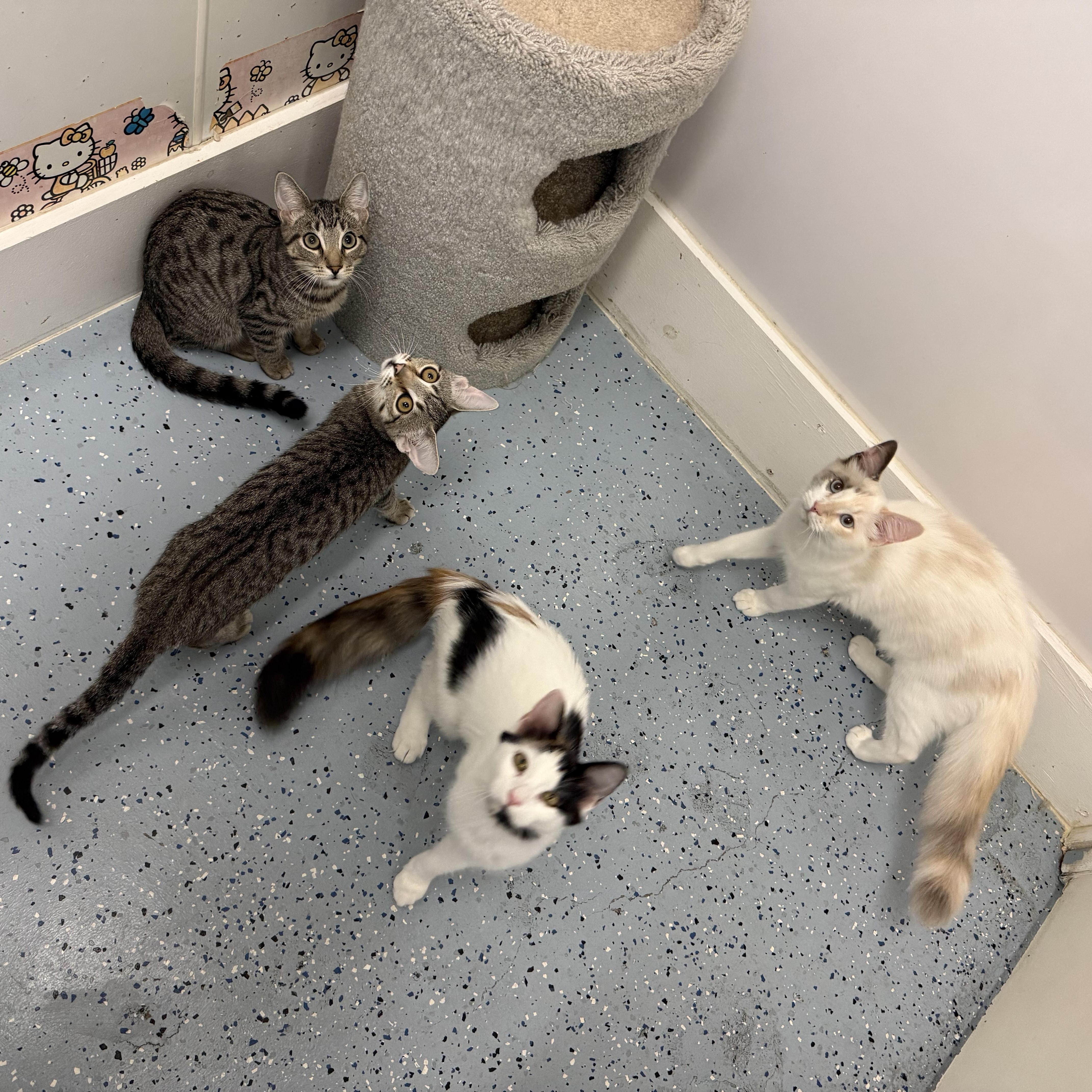 A young medium-sized female Siamese cat named Peach for adoption in Newport Beach, CA