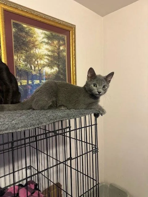A young medium-sized male Gray / Blue / Silver Domestic Short Hair cat named Gnat for adoption in Ocean Pines, MD