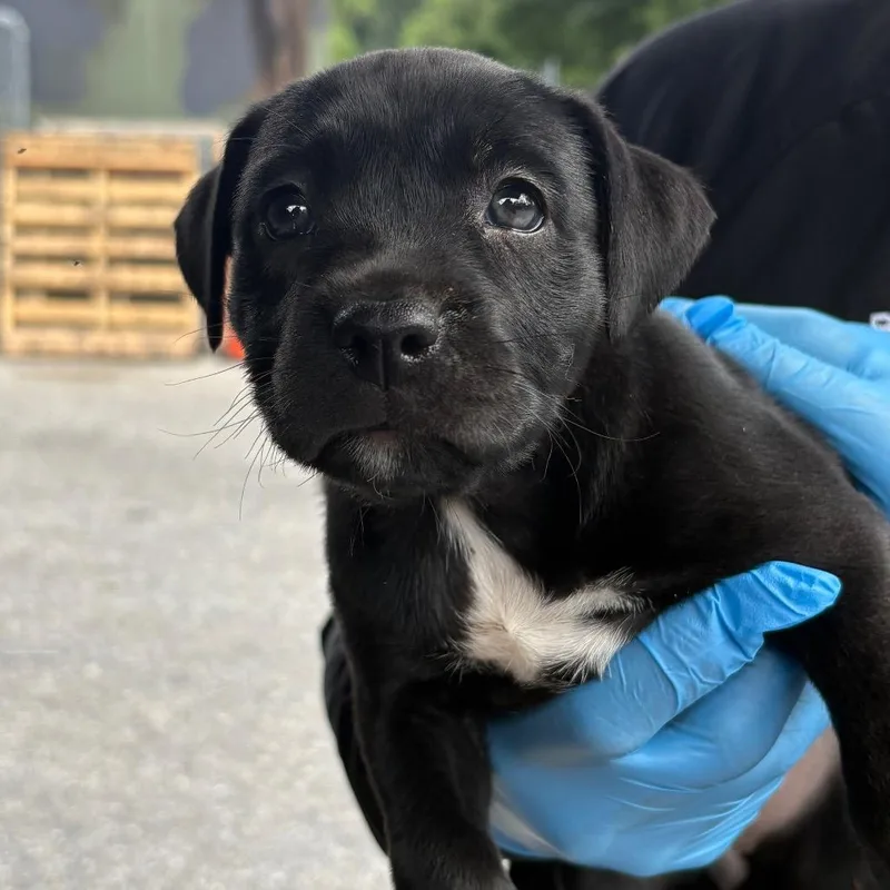 A baby small-sized female Black Mixed Breed dog named Capellini for adoption in Milton, FL