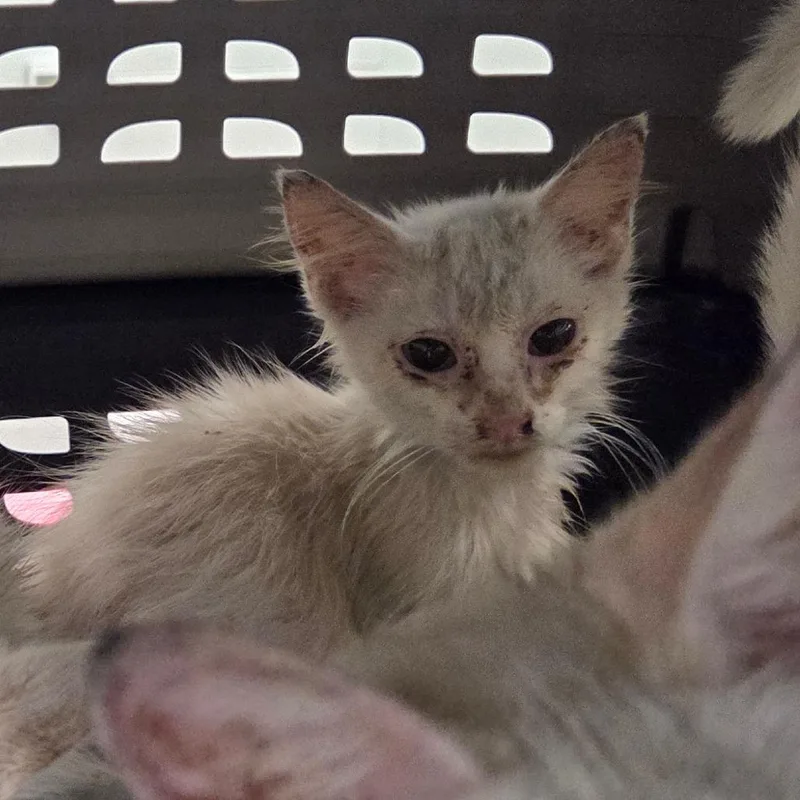 A baby small-sized male White Domestic Medium Hair cat named Shiro for adoption in Chattanooga, TN