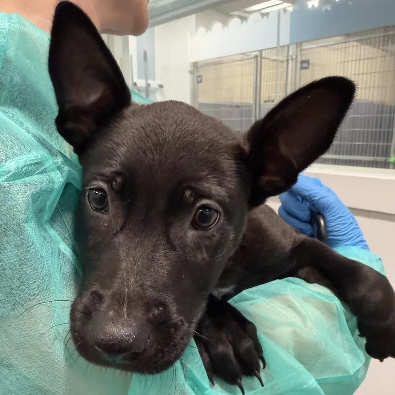 A baby small-sized female Shepherd dog named Nakamura for adoption in Los Angeles, CA