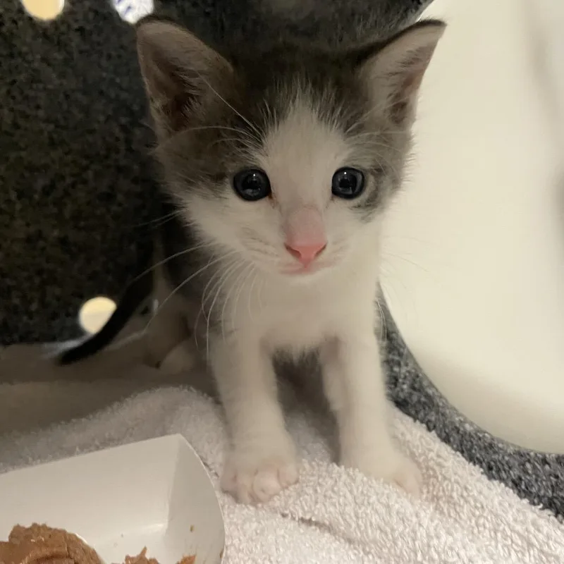 Oscar