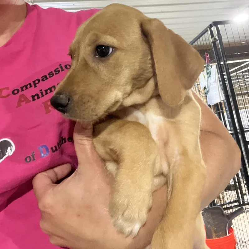 A baby medium-sized male Yellow / Tan / Blond / Fawn Mixed Breed dog named Jackson for adoption in Wappingers Falls, NY