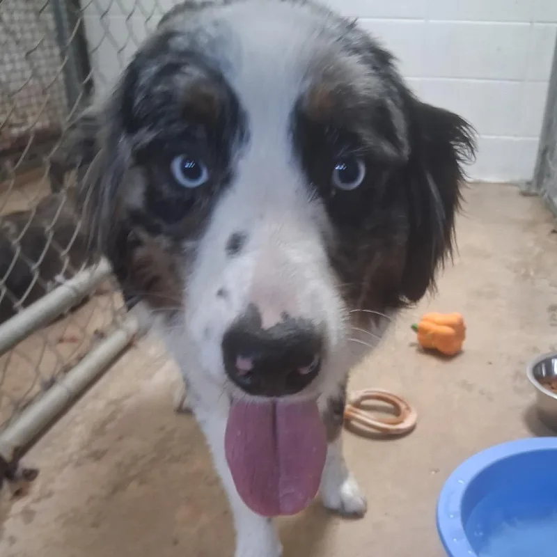 An adult medium-sized male Black Australian Shepherd dog named Bottle Rocket for adoption in Brownsboro, AL