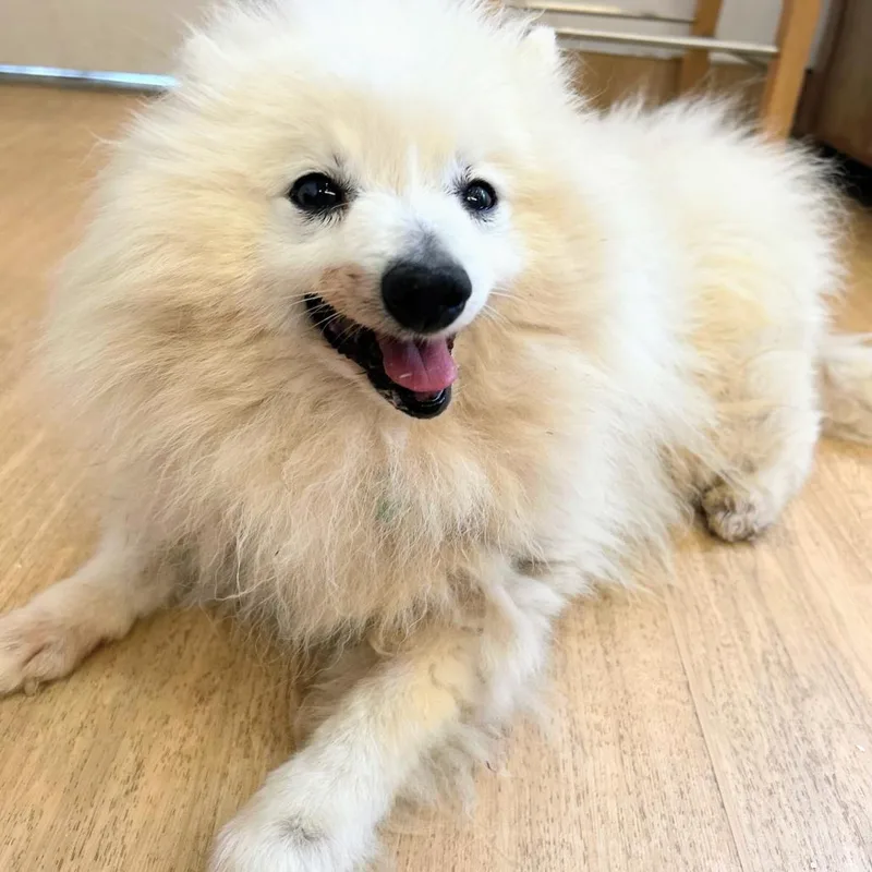 A senior small-sized male Pomeranian dog named Twix for adoption in San Francisco, CA
