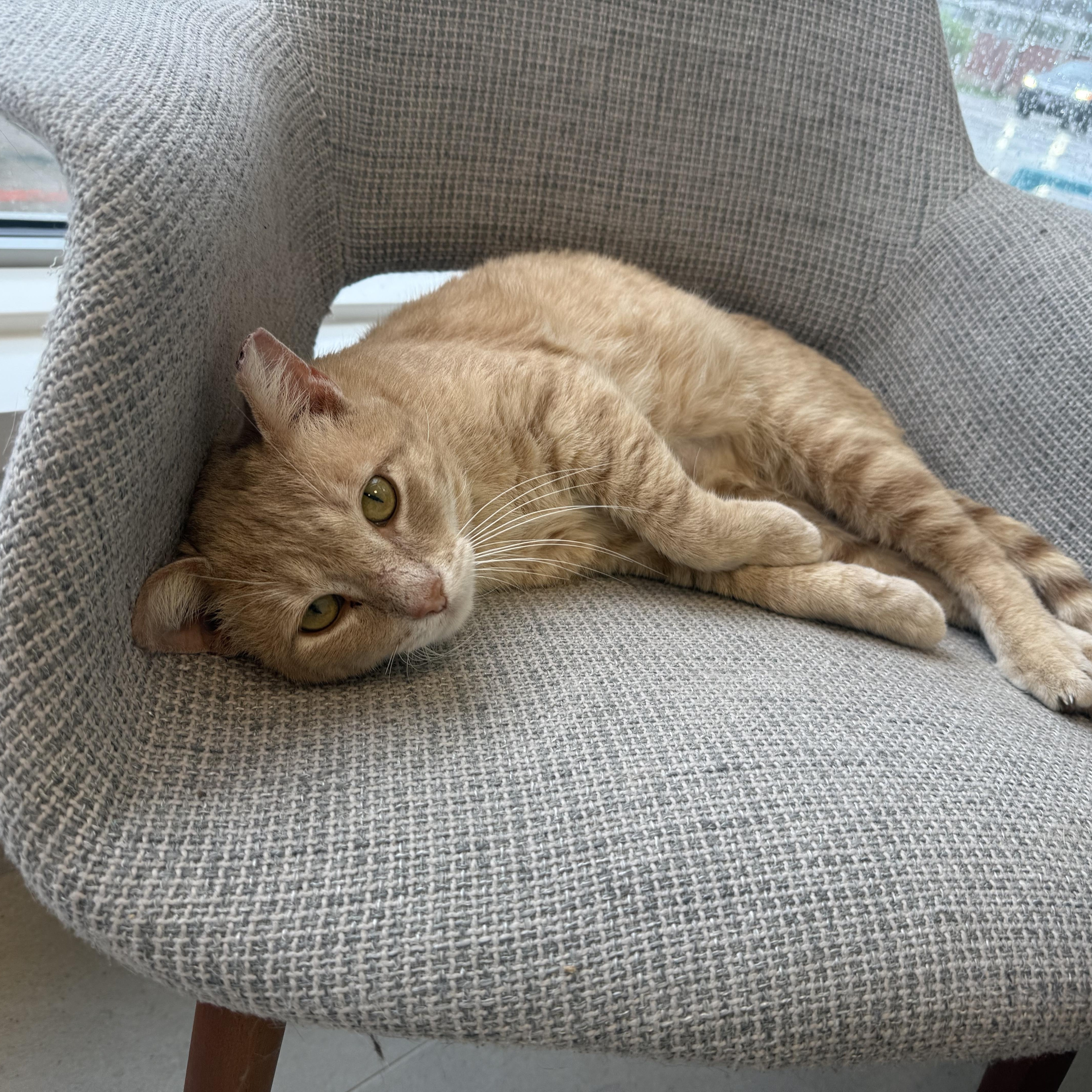 A young medium-sized male Tabby (Orange / Red) Domestic Short Hair cat named Franz for adoption in Evanston, IL