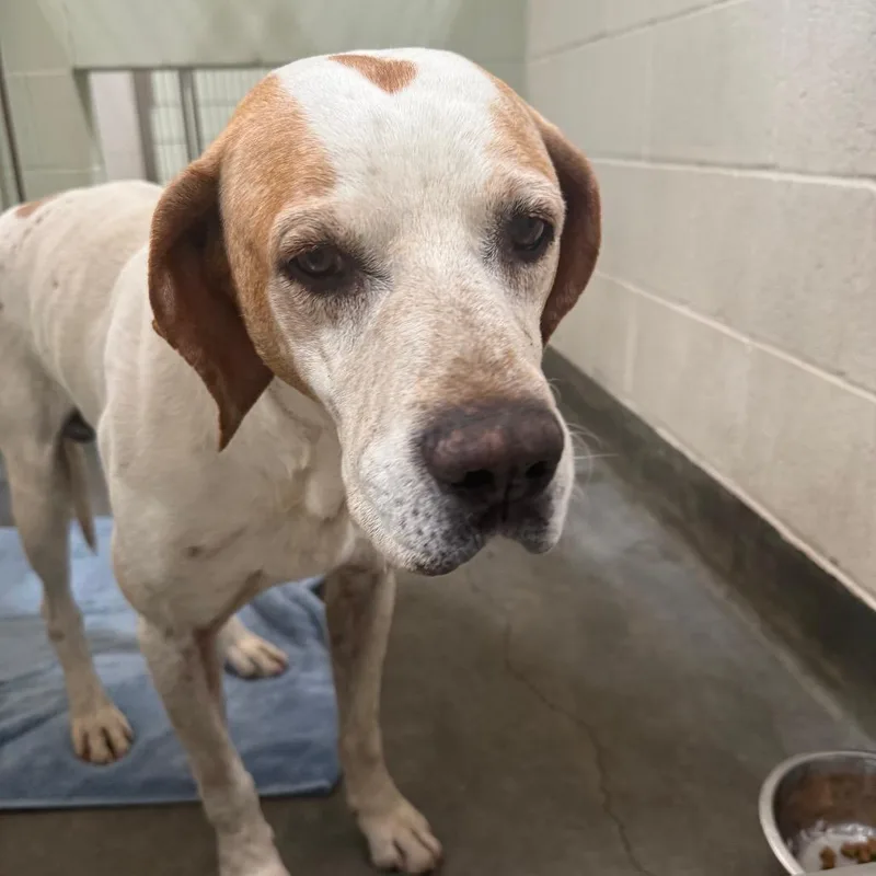A senior large-sized male White / Cream Coonhound dog named "boy" for adoption in Upland, CA
