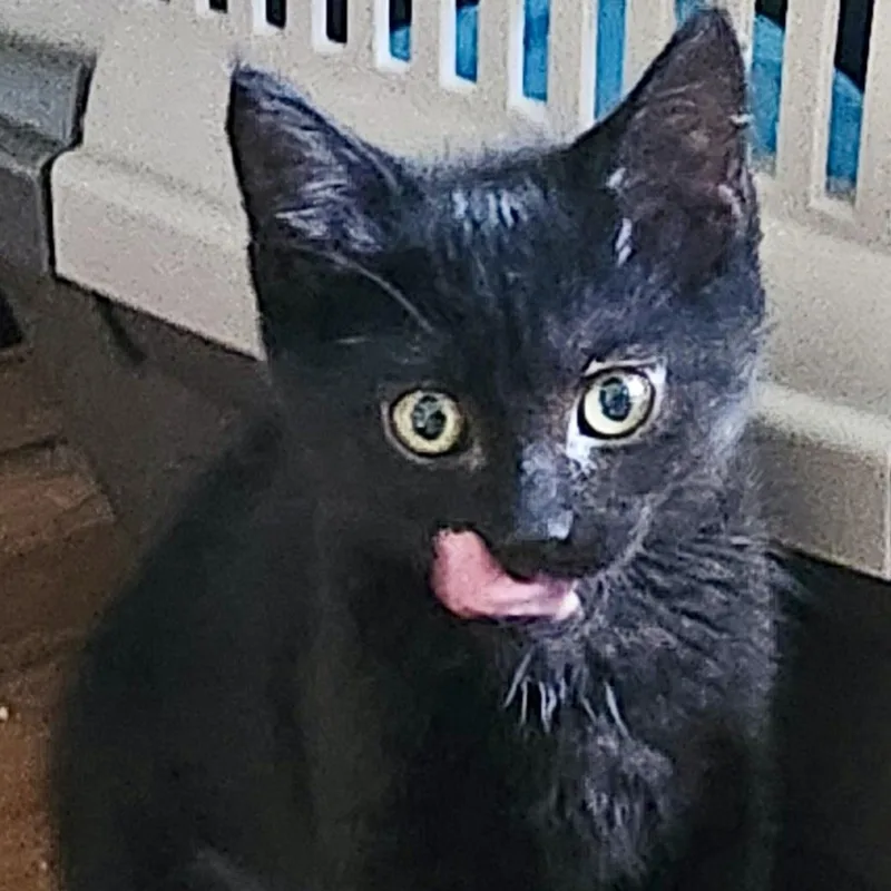 A baby medium-sized female Black Domestic Short Hair cat named Moo Moo Meadows for adoption in Richmond, VA