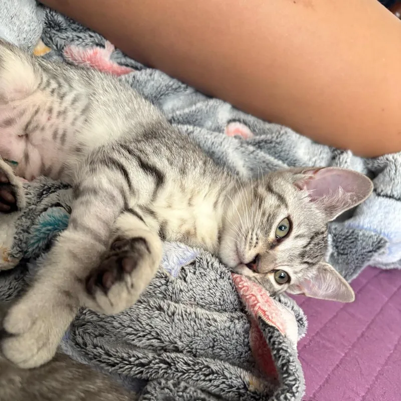 A baby small-sized female Gray / Blue / Silver Domestic Short Hair cat named Tiki Torch for adoption in Costa Mesa, CA