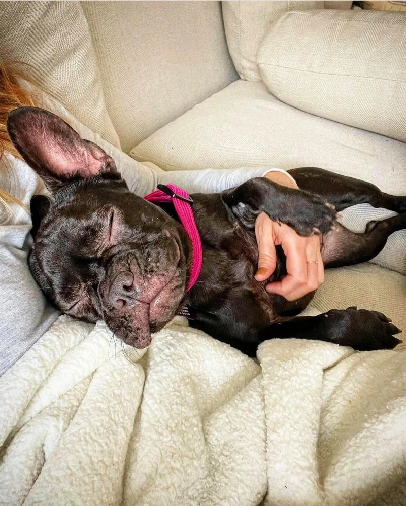 A young small-sized female Black French Bulldog dog named Emmy Loves To Cuddle for adoption in Redondo Beach, CA
