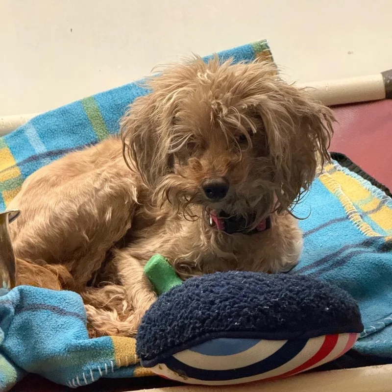 A senior small-sized female Yellow / Tan / Blond / Fawn Mixed Breed dog named Patience for adoption in Park City, UT